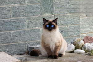 Why Cats Are Obsessed with Cardboard Boxes