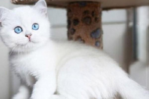How to Stop Your Cat Waking You at Night