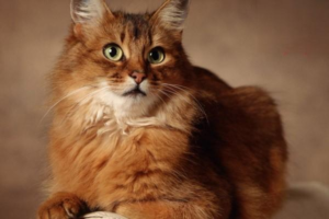 Why Is Your Cat Vomiting? Common Causes