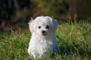 How to Stop Your Dog from Destroying the House