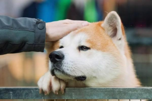 Do Dogs Feel the Cold? How to Keep Your Dog Warm