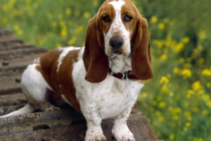 What to Do When Your Dog Is Sick: Consultation and Treatment