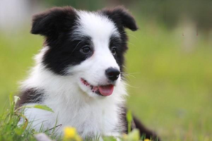 Puppy Diarrhea and Vomiting: Causes and Treatment