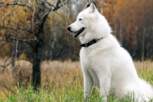 Why Is My Dog Having Diarrhea and a Fever?