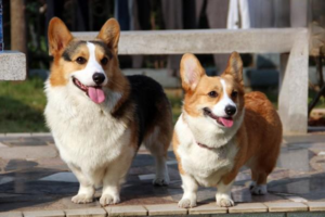 Do Female Dogs Have Periods? What to Do