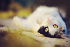 Cat Ear Hematoma: Symptoms and Treatment