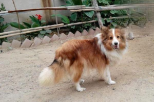 Why Dogs Chew Things and How to Stop It