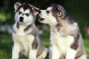 What Happens If a Dog Drinks Yogurt