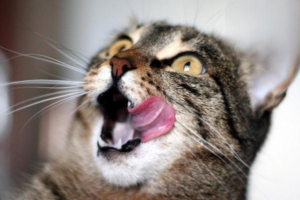 Feline Stomatitis: Symptoms and Treatment