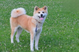 When Does a Dog Become a Senior?