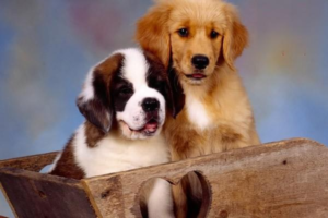 A Complete Guide to Dog Skin Diseases