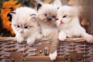 What to Do When Cat Ear Mites Keep Coming Back