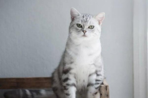 Symptoms of Fever in Kittens