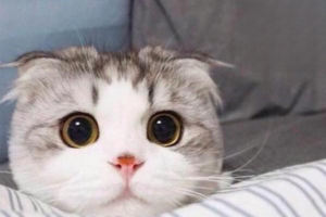 What to Do When Your Cat Has Allergies