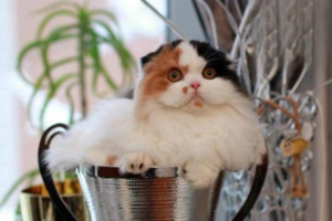 Should Cats Eat Raw or Cooked Meat