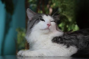 What to Do When a Kitten Has Diarrhea and Vomiting