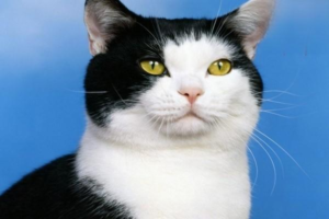 Understanding Your Cat’s Daily Behaviors