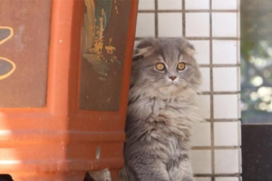 Summer Cat Care: Mistakes and Precautions