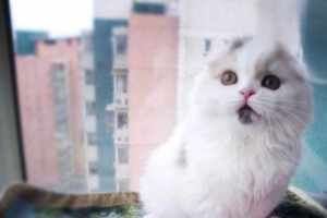 The Essential Cat Feeding Handbook