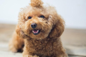 How to Train Your Dog to Find Things