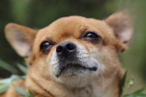 How Dogs Understand Death