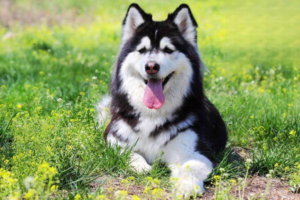 What Causes Diarrhea in Dogs