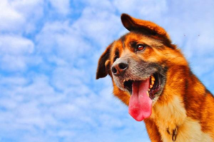 How to Choose the Right Disinfectant for Dogs and Cats