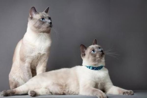 Can You Walk a Cat on a Leash?