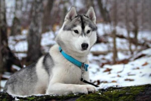 Dog Tapeworm Infection: Treatment and Prevention