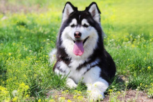 Signs of Obesity in Dogs