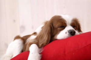 How to Deal with Dog Tear Stains