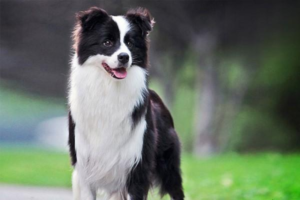 How to Simply Judge Dog Food Quality