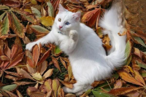 Do Female Cats Get Periods?