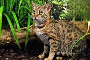 Can Feline AIDS Be Cured?