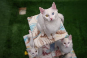 Cat Vomiting: What to Do and Why