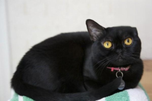 Are Black Cats Omens of Misfortune?