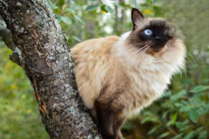 Signs Your Cat Is Sick