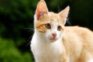 How Do Cats in the South Survive Winter?
