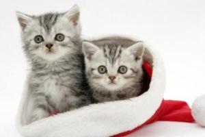 How to Choose a Cat Water Bowl