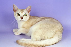 Are College Students Unsuitable to Keep Cats?
