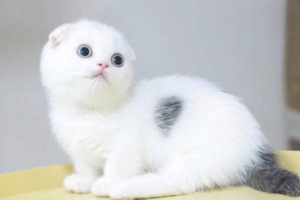 What to Do When Your Cat Keeps Pooping and Peeing in the Wrong Place