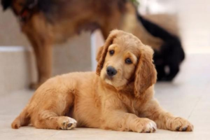 Non-Toxic Things Dogs Commonly Chew