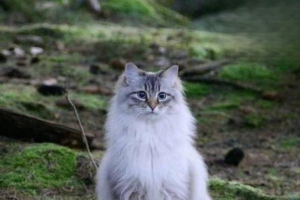 Cat Conjunctivitis: Symptoms and Treatment