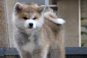 Can Dog Vaccines and Rabies Be Given Together?