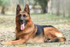 Diseases Dogs Easily Catch in Autumn