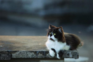 Can You Feed Pets Leftover Table Food