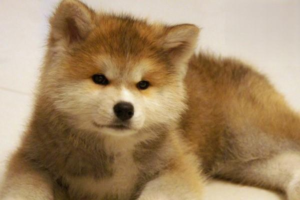 How Much Does Spaying or Neutering a Cat or Dog Cost?