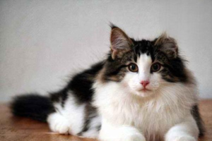 Why Is My Cat Coughing (Wheezing)