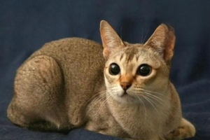 Deworming Precautions During Cat and Dog Pregnancy
