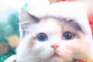 Obese Cat: Symptoms and How to Lose Weight